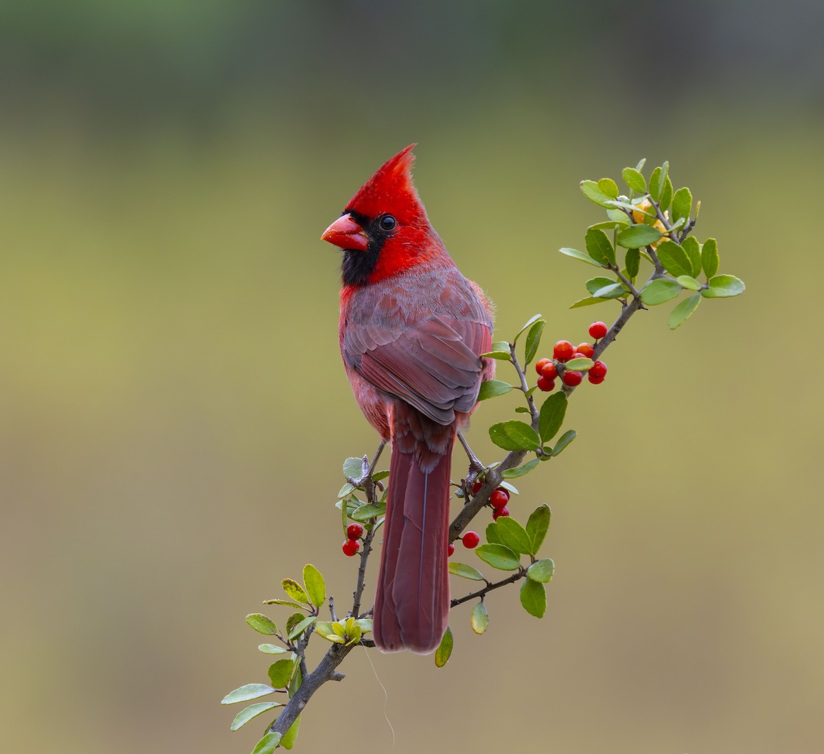 Cardinal rouge - ML627443614