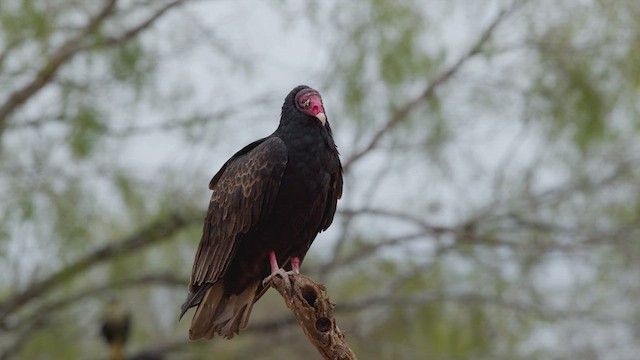 Urubu à tête rouge - ML627443648