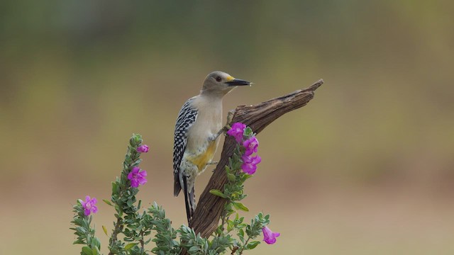 Golden-fronted Woodpecker - ML627443674