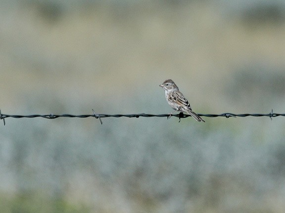 Brewer's Sparrow - ML62744371