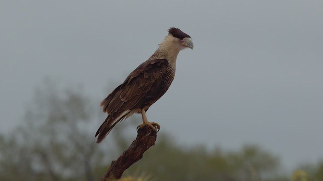 Caracara huppé - ML627443746