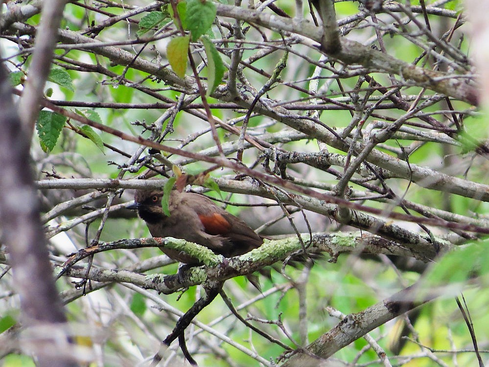 Red-shouldered Spinetail - ML627443751