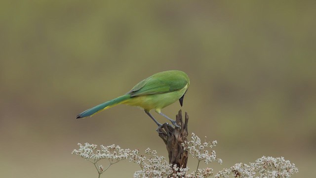 Green Jay - ML627443770