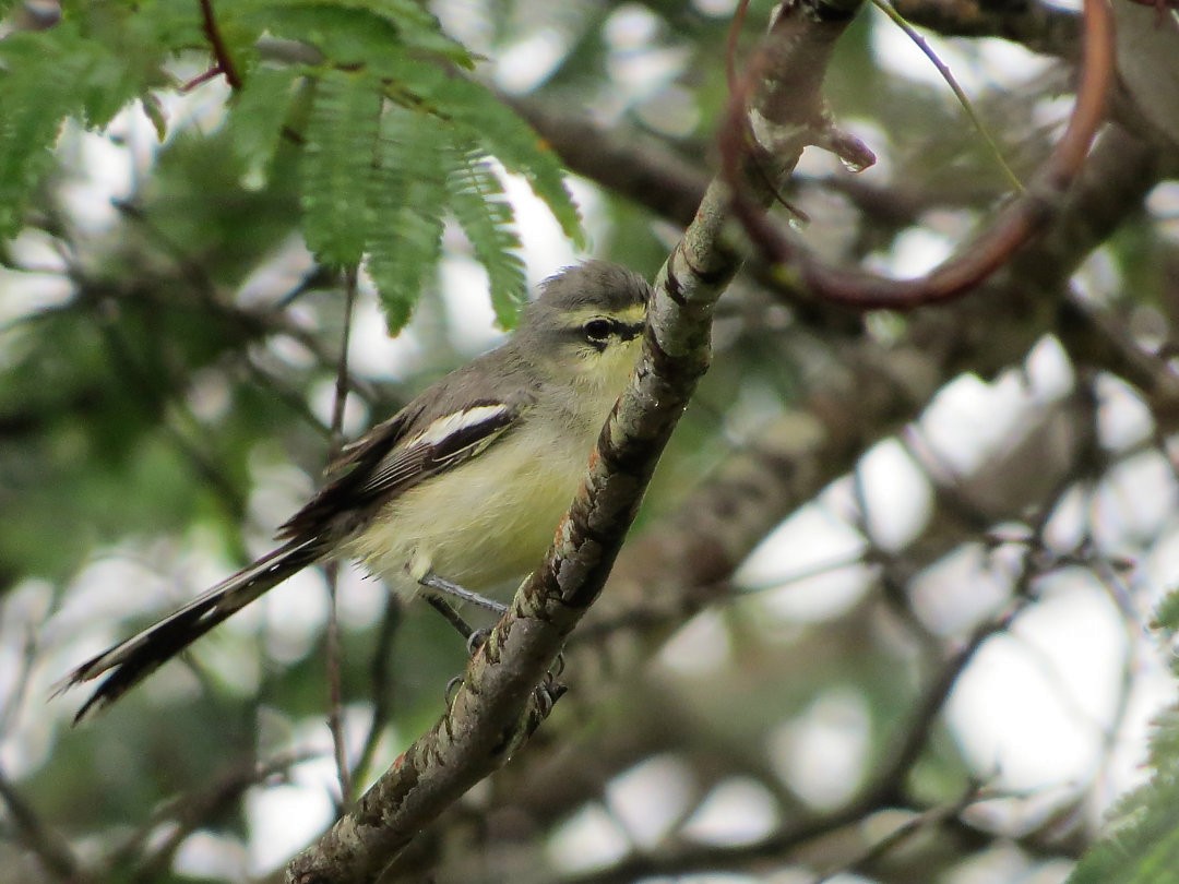 Bahia Wagtail-Tyrant - ML627443797