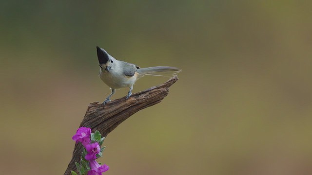 Mésange à plumet noir - ML627443800