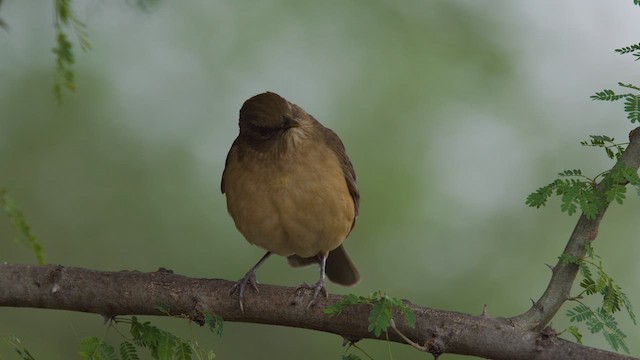 Clay-colored Thrush - ML627443894