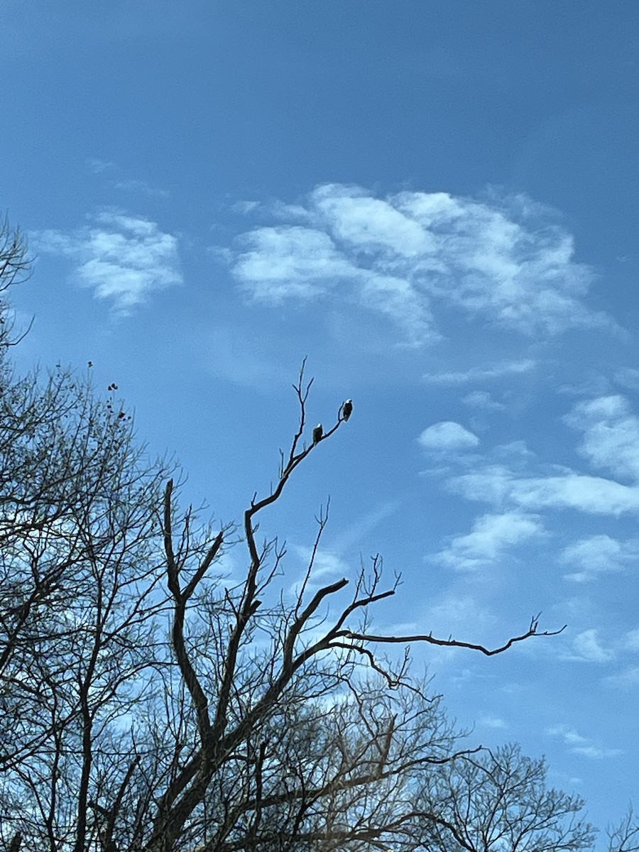 orel bělohlavý - ML627443988