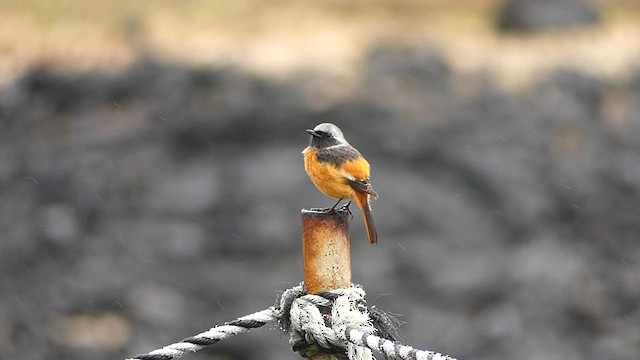 ジョウビタキ - ML627444052