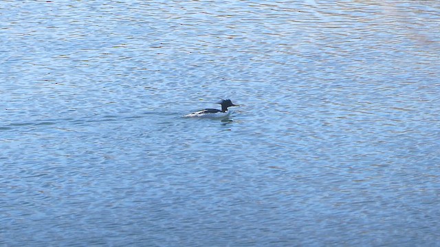Scaly-sided Merganser - ML627444111