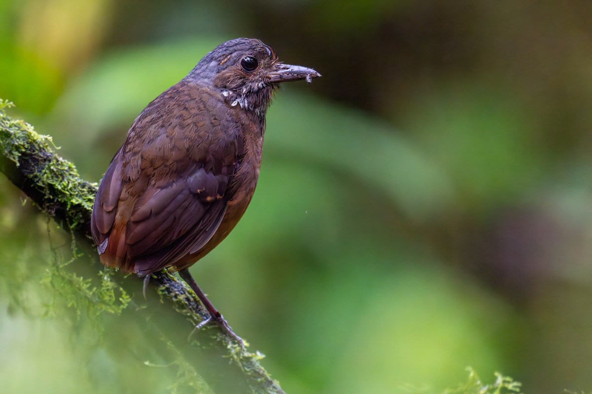 Moustached Antpitta - ML627444170