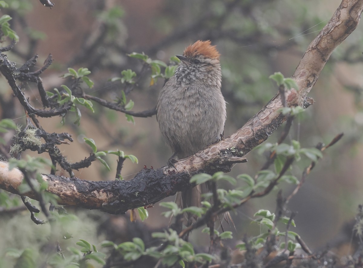 White-browed Tit-Spinetail - ML627444295