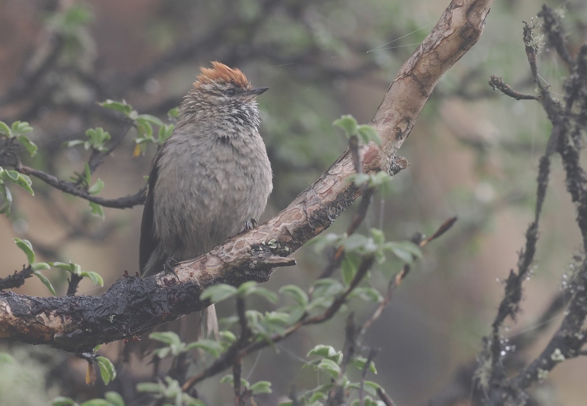 White-browed Tit-Spinetail - ML627444307