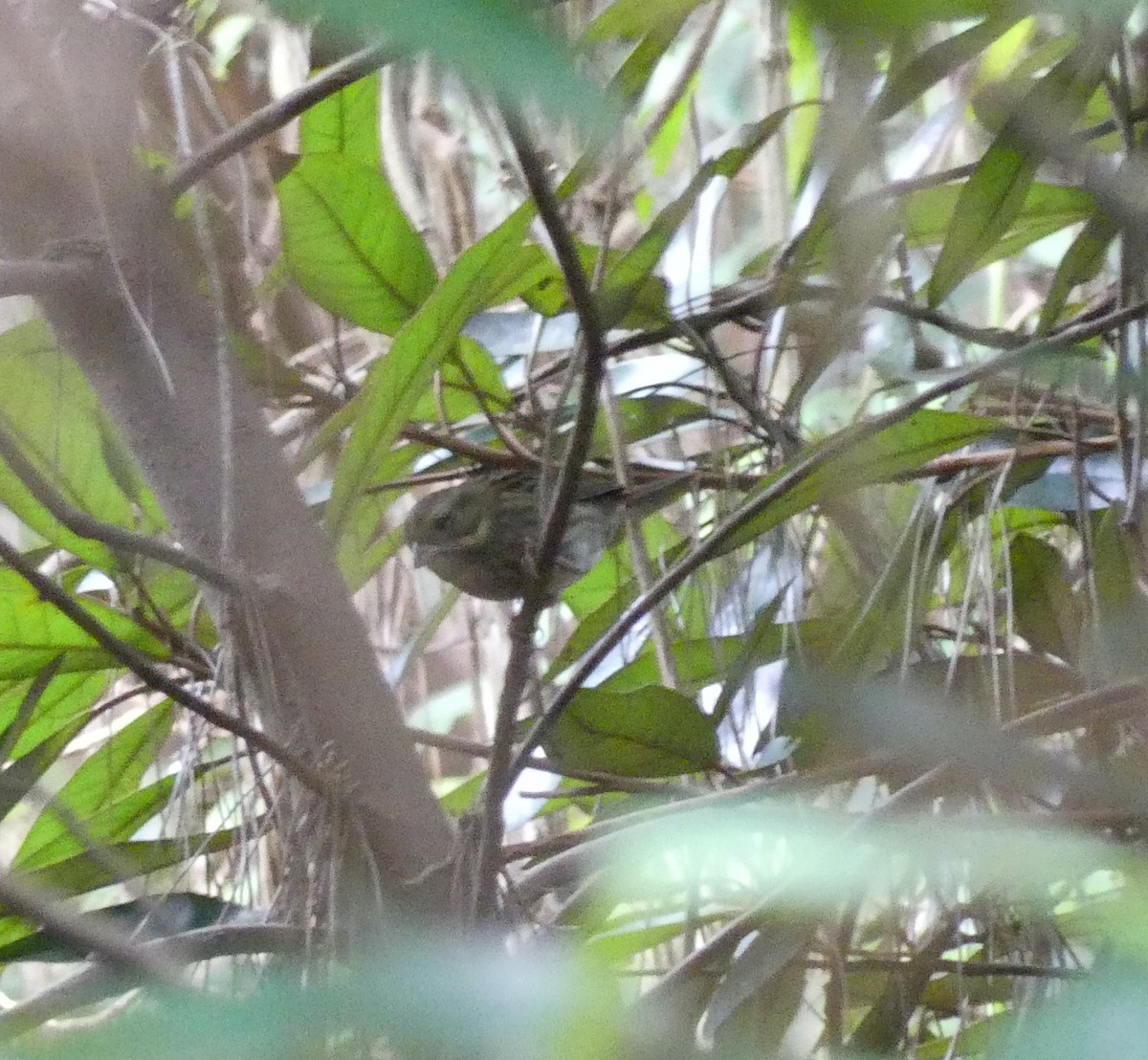 Gray Bunting - ML627444309