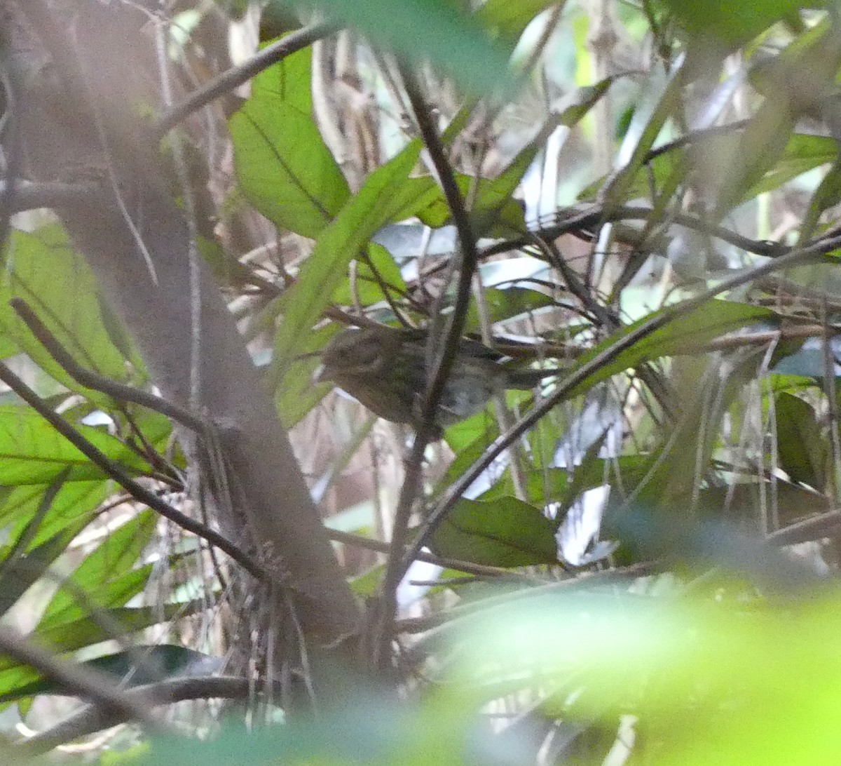 Gray Bunting - ML627444310