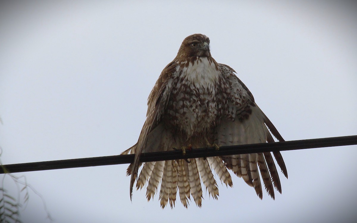Red-tailed Hawk - ML627444311