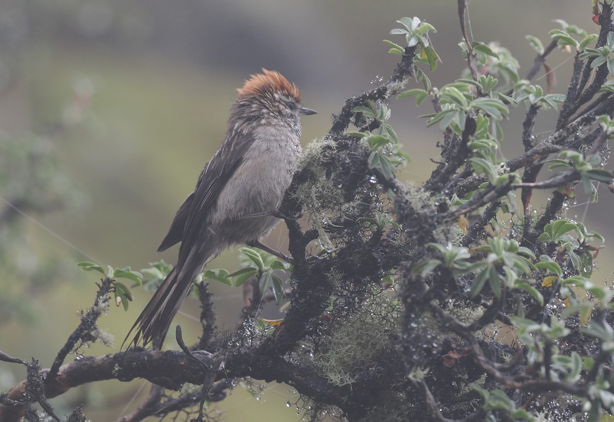 White-browed Tit-Spinetail - ML627444317