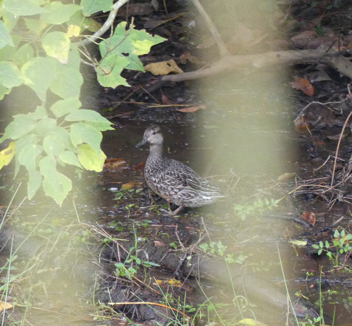 Green-winged Teal (Eurasian) - ML627444318