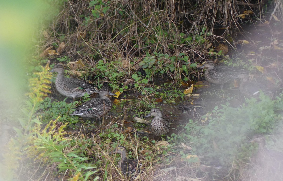 Green-winged Teal (Eurasian) - ML627444319