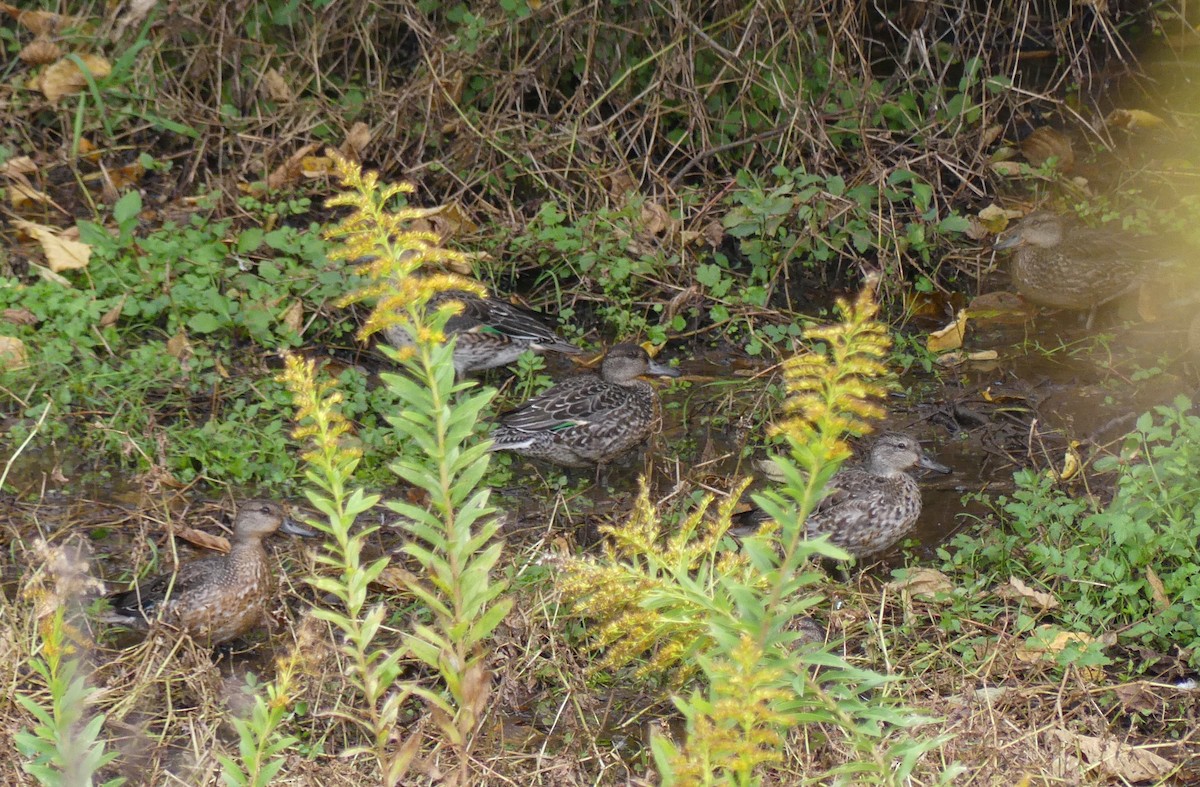 Green-winged Teal (Eurasian) - ML627444320