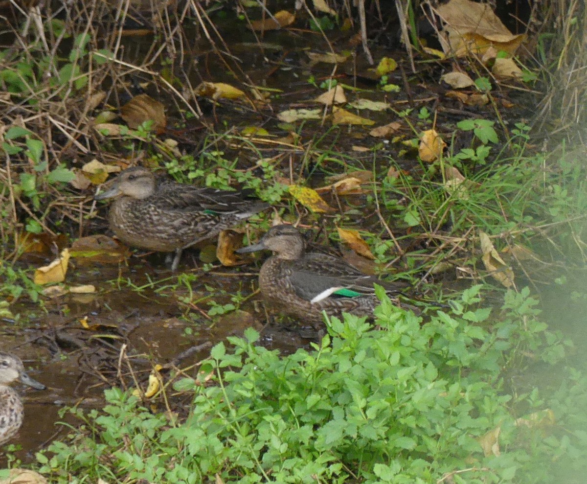 Green-winged Teal (Eurasian) - ML627444321