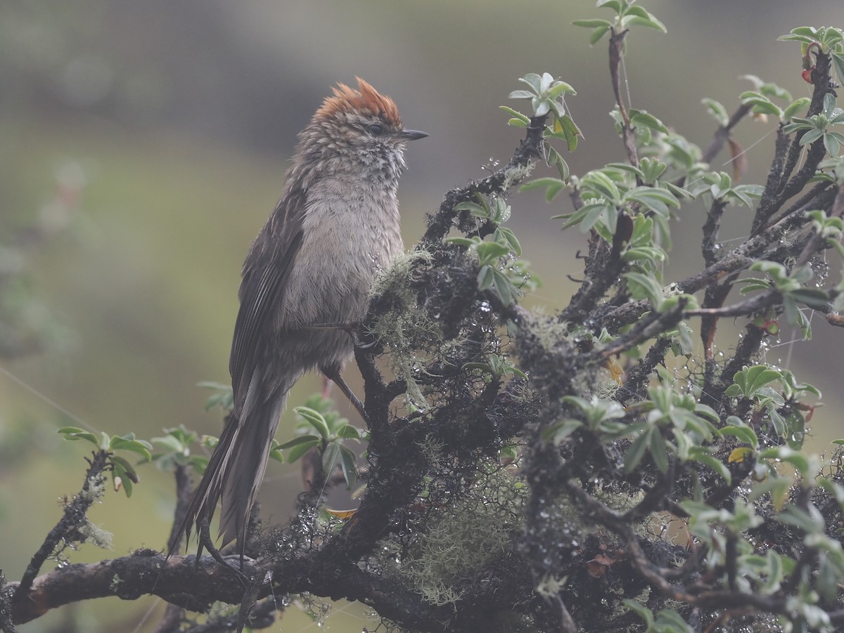 White-browed Tit-Spinetail - ML627444328