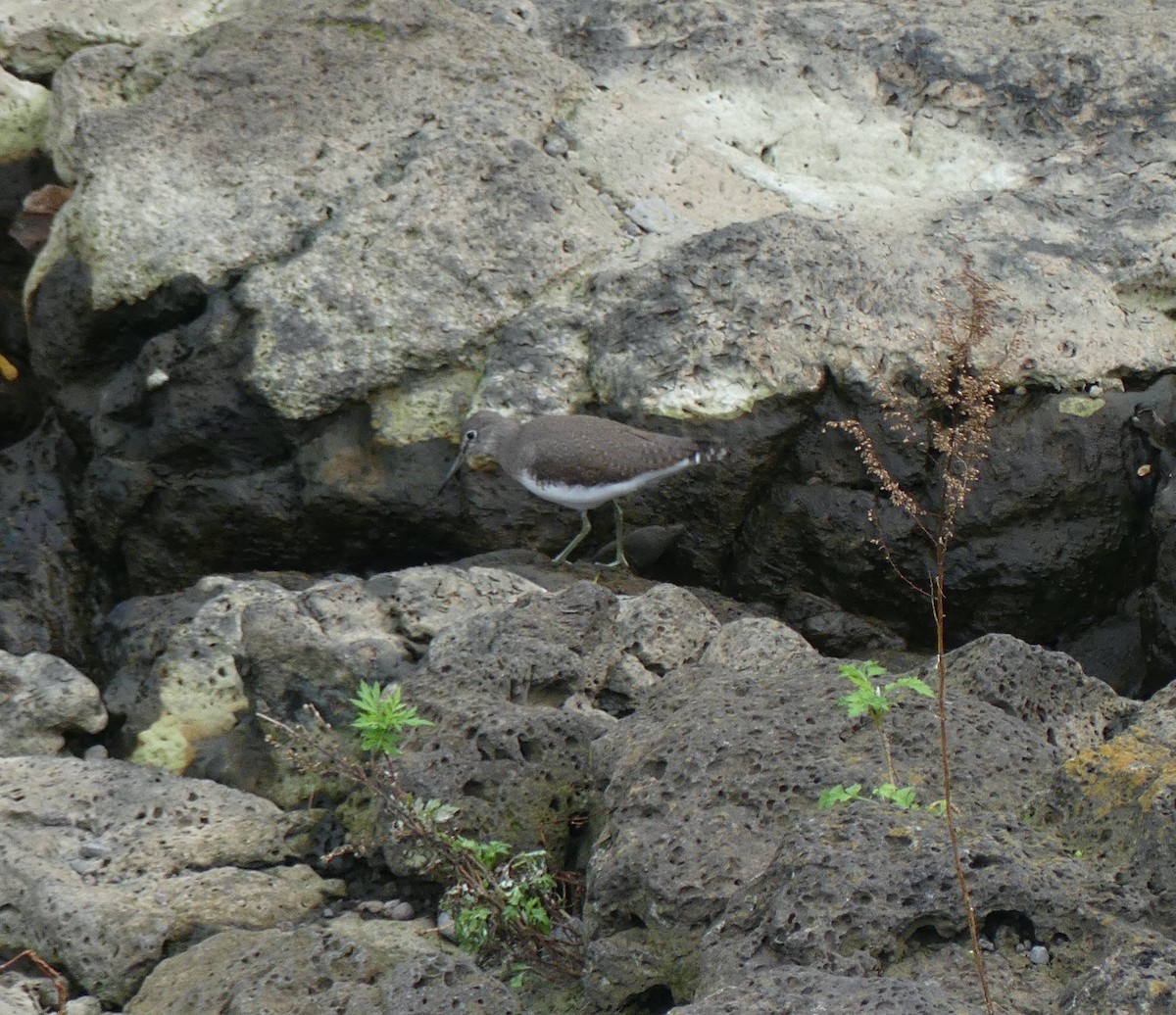 Green Sandpiper - ML627444330