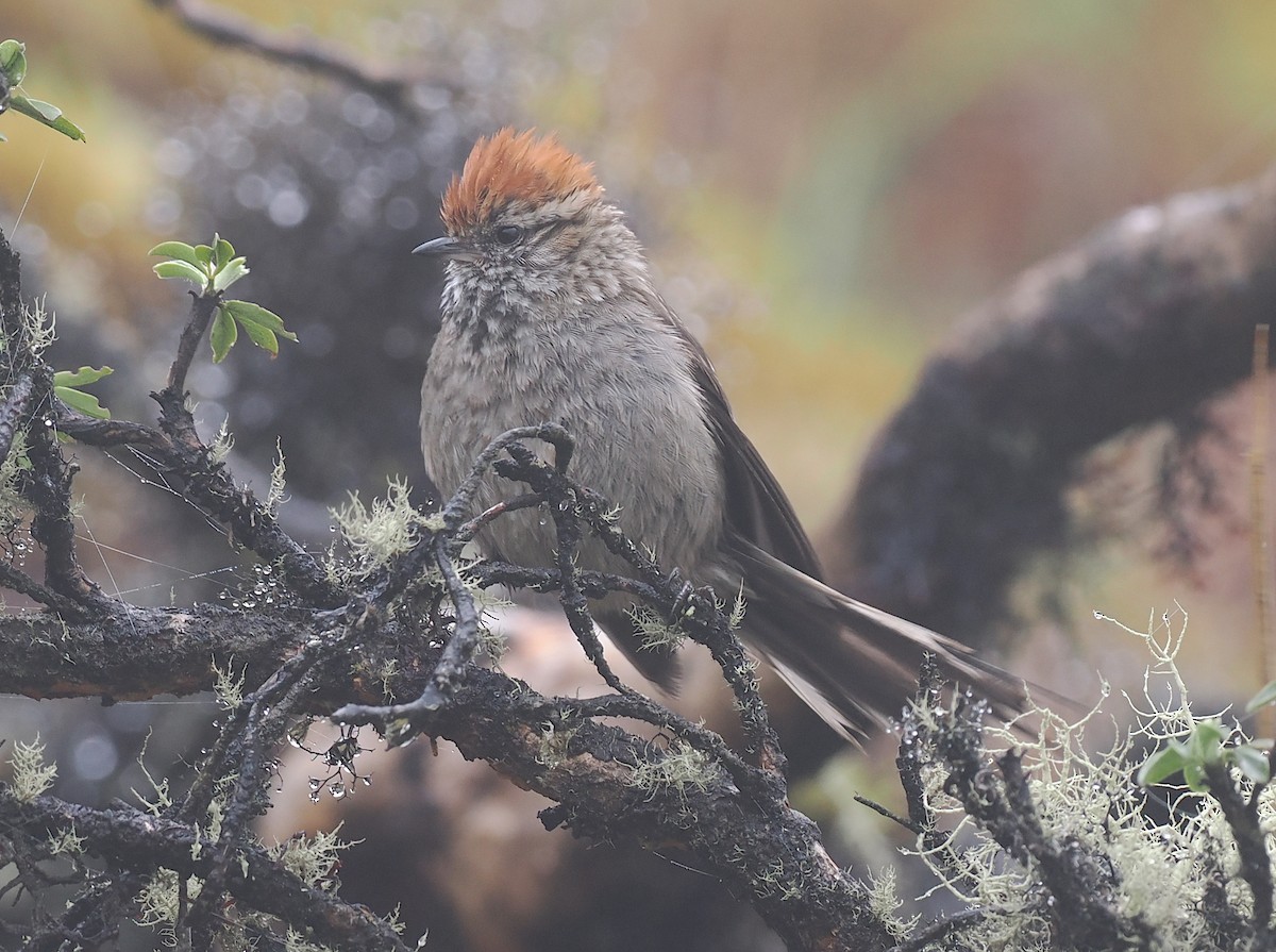 White-browed Tit-Spinetail - ML627444353