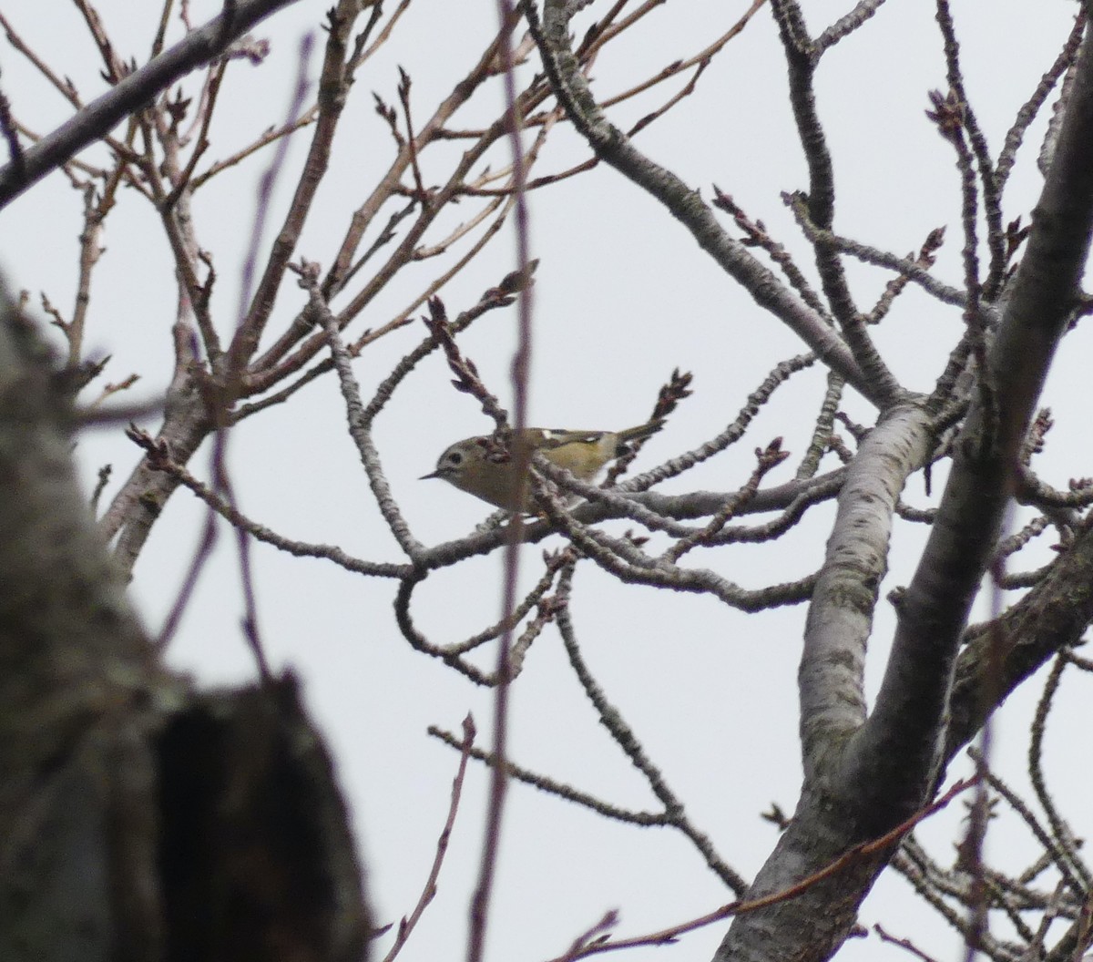 Goldcrest - ML627444370