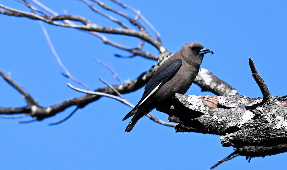 Dusky Woodswallow - ML627444381