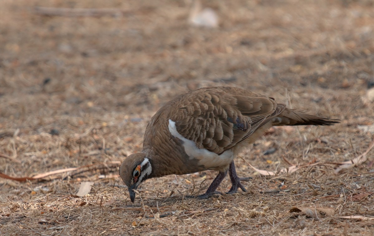 Squatter Pigeon - ML627444396