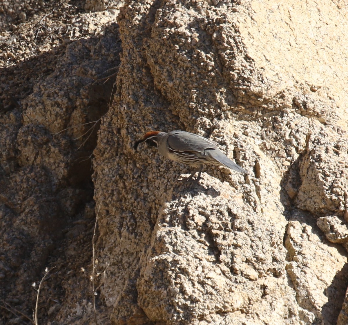 Gambel's Quail - ML627444423