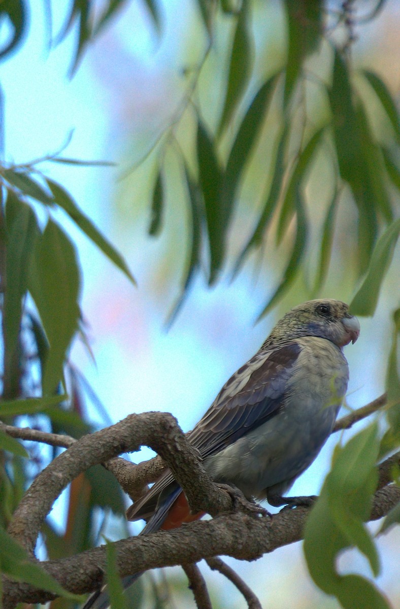 Pale-headed Rosella - ML627444426