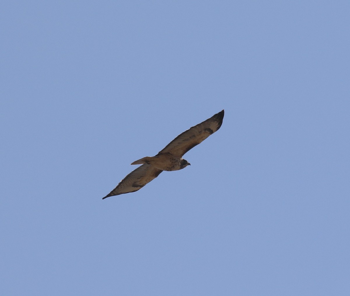 Red-tailed Hawk - ML627444437