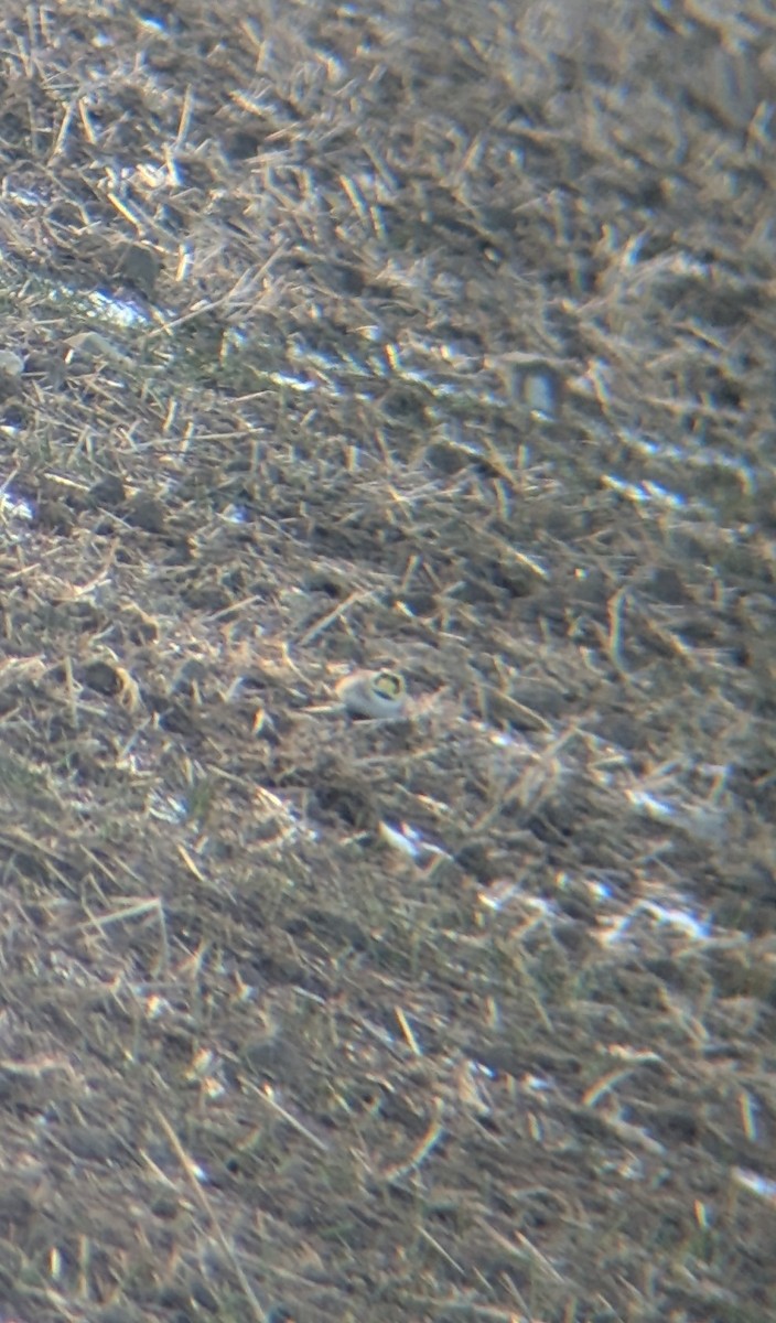 Horned Lark - ML627444456