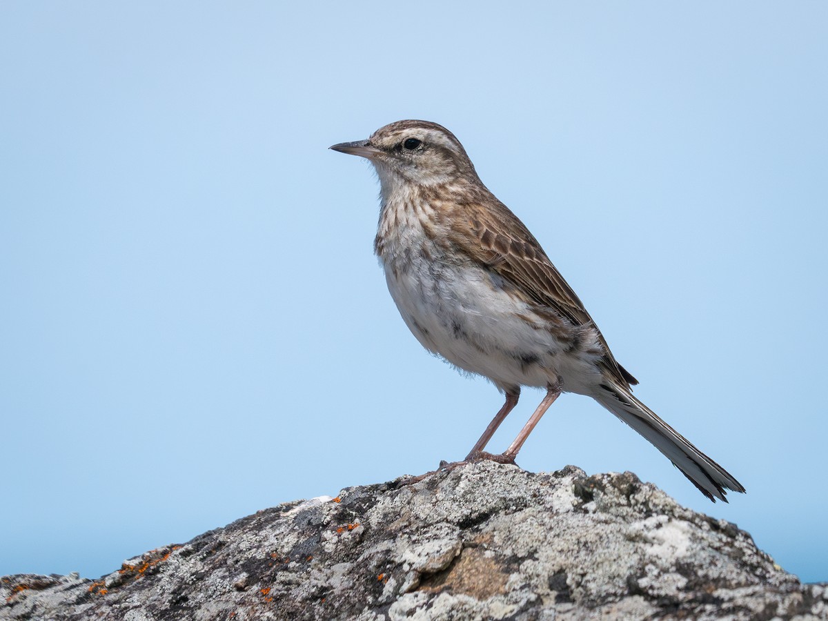 New Zealand Pipit - ML627444552