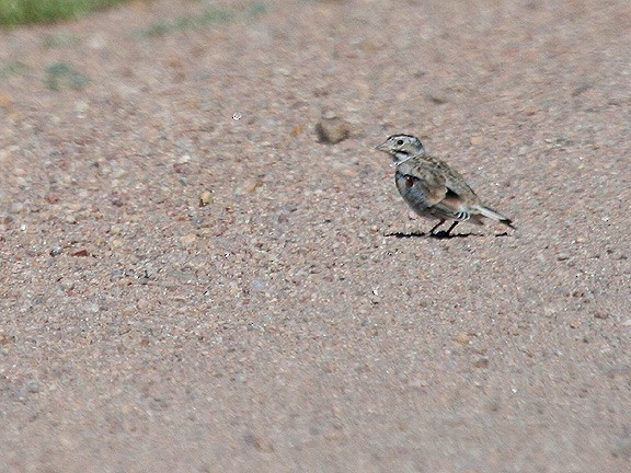 Thick-billed Longspur - Tim Avery