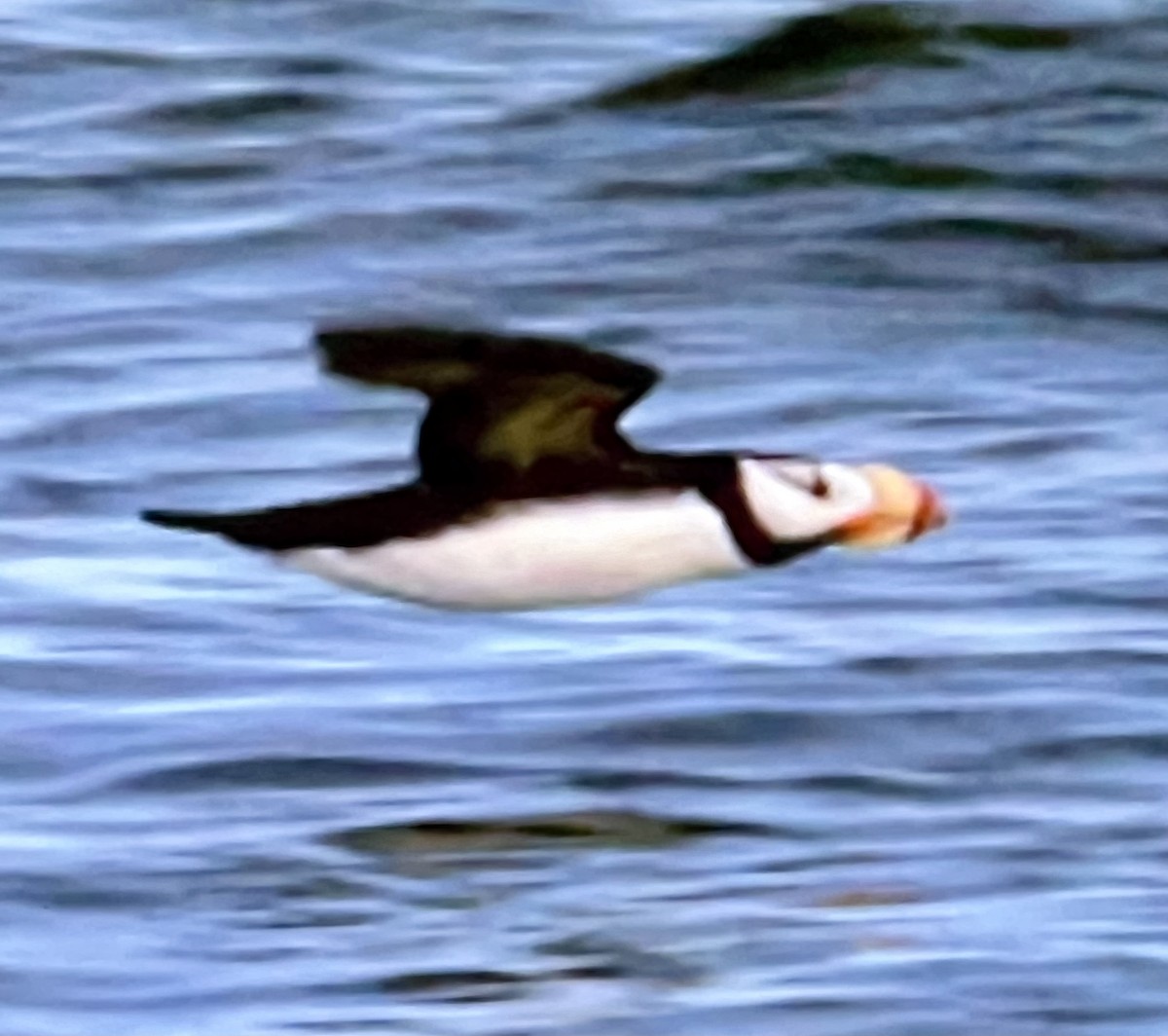 Horned Puffin - ML627444646