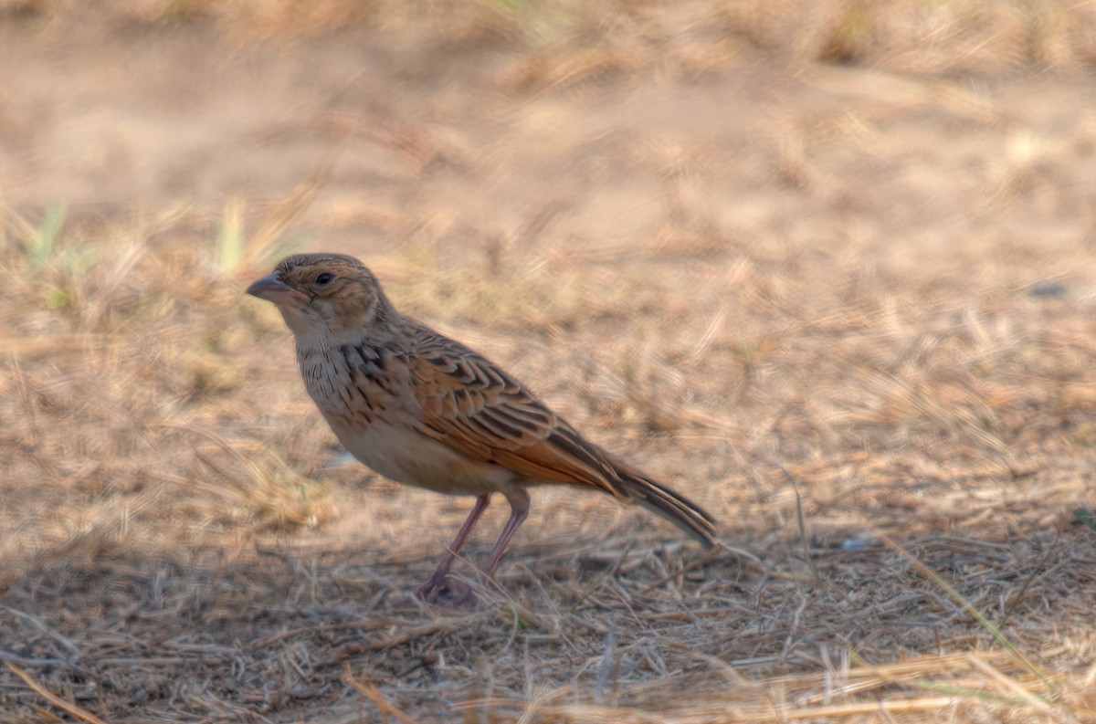 Singing Bushlark (Australasian) - ML627444700