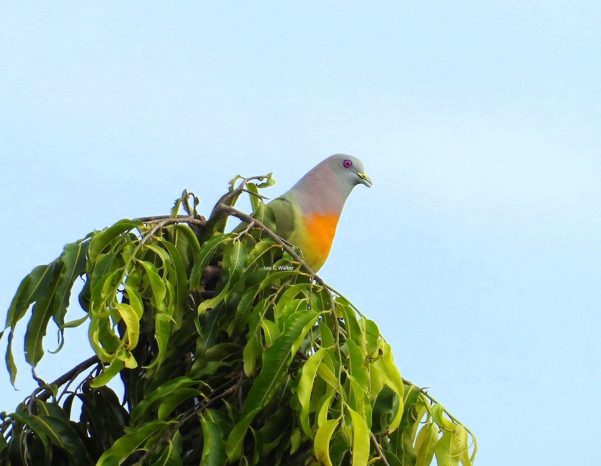 Pink-necked Green-Pigeon - ML627444734