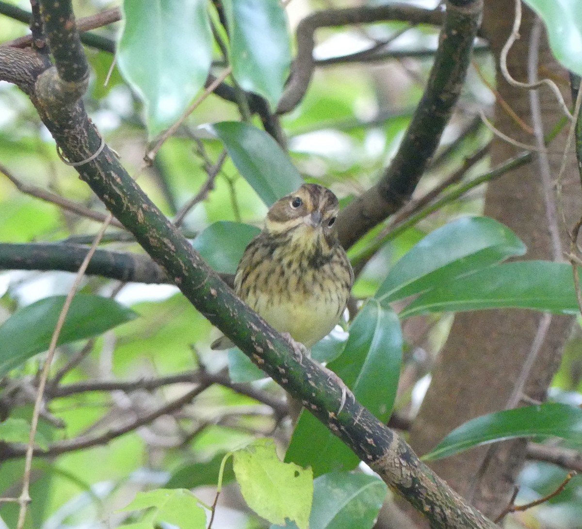 Black-faced Bunting - ML627444787