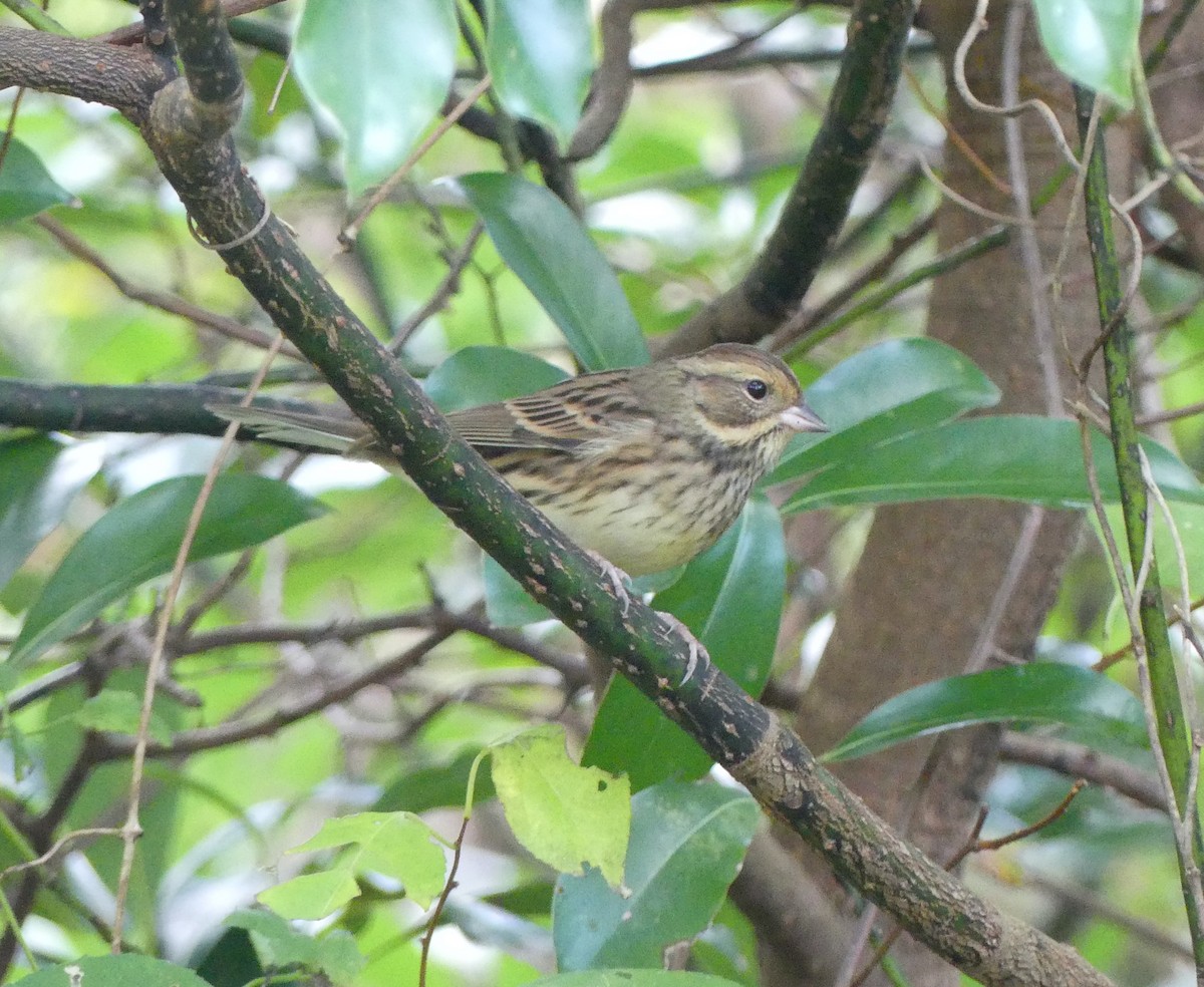 Black-faced Bunting - ML627444789