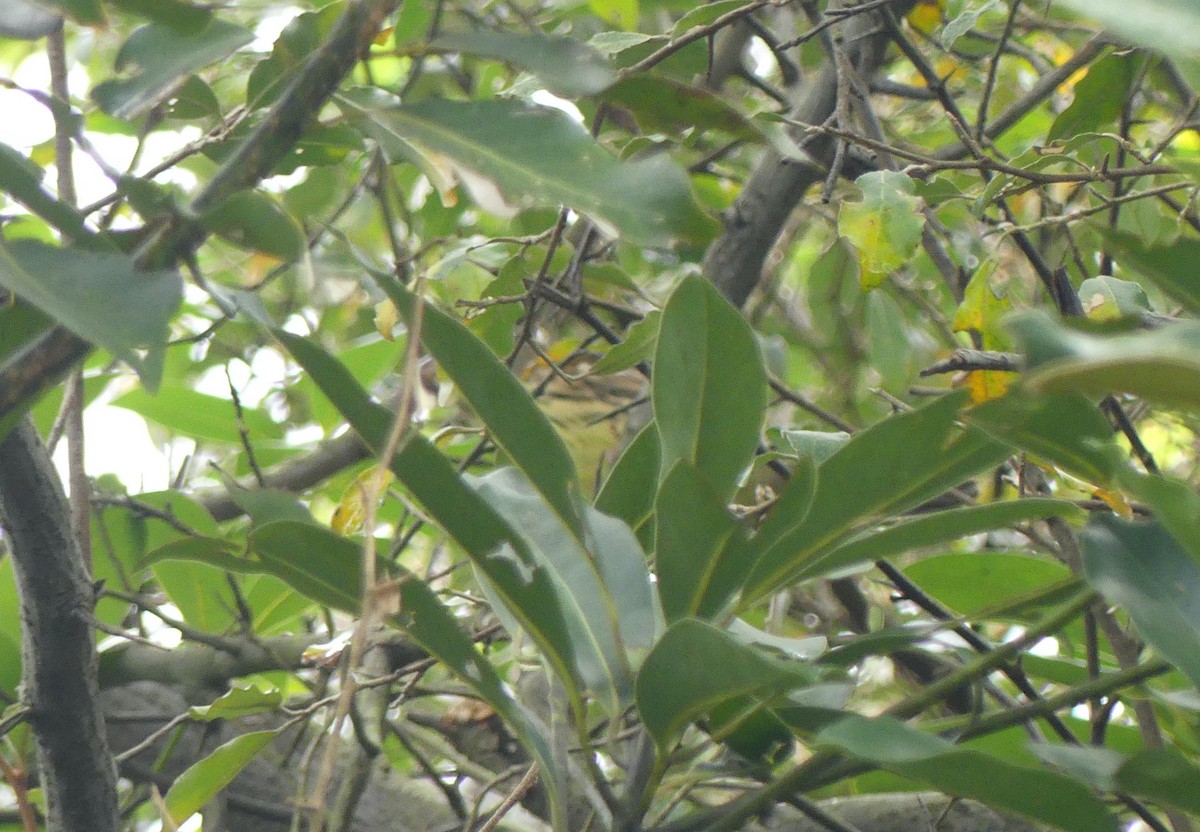 Masked Bunting - ML627444797