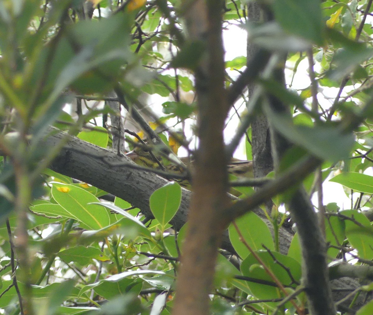 Masked Bunting - ML627444798