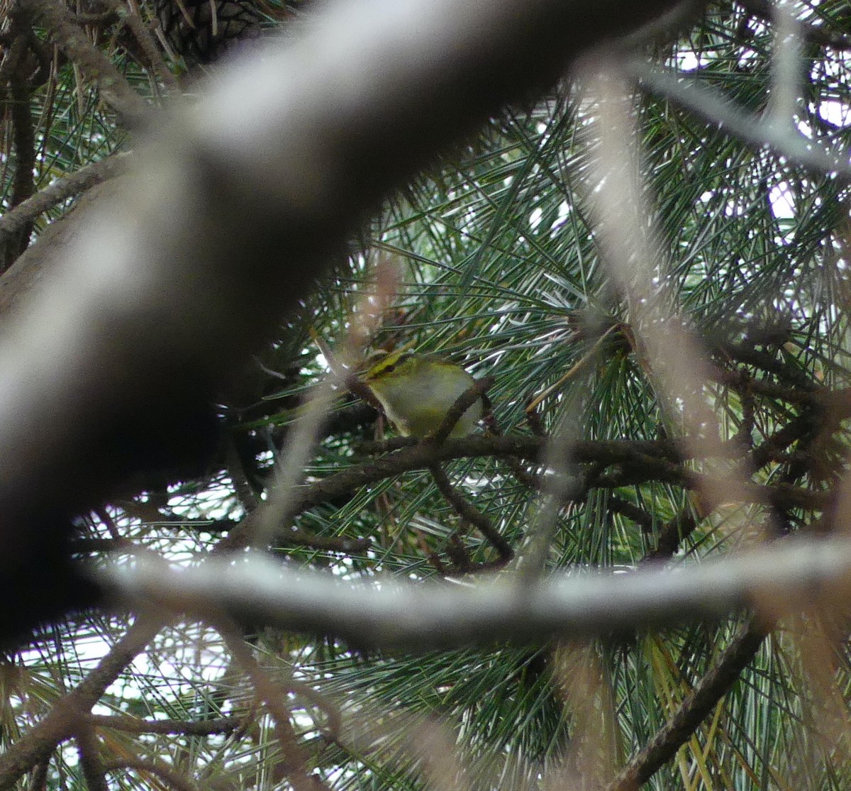 Pallas's Leaf Warbler - ML627444827