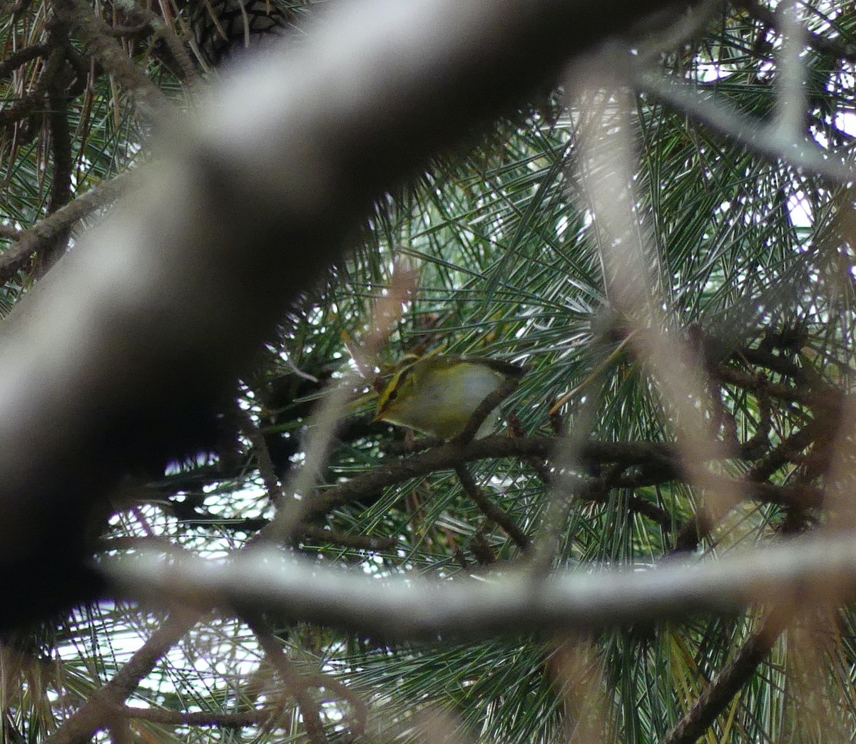 Pallas's Leaf Warbler - ML627444828