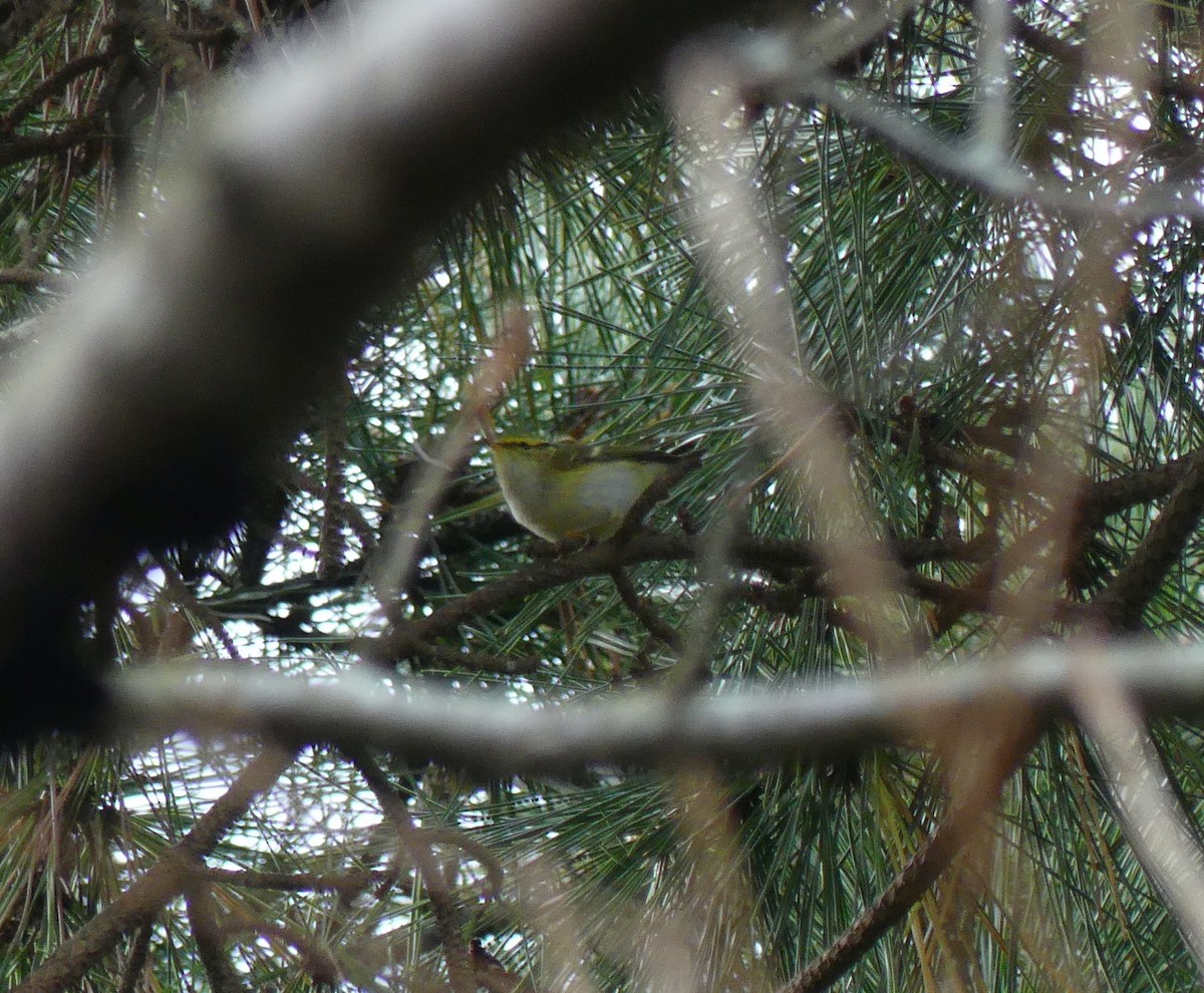 Pallas's Leaf Warbler - ML627444829