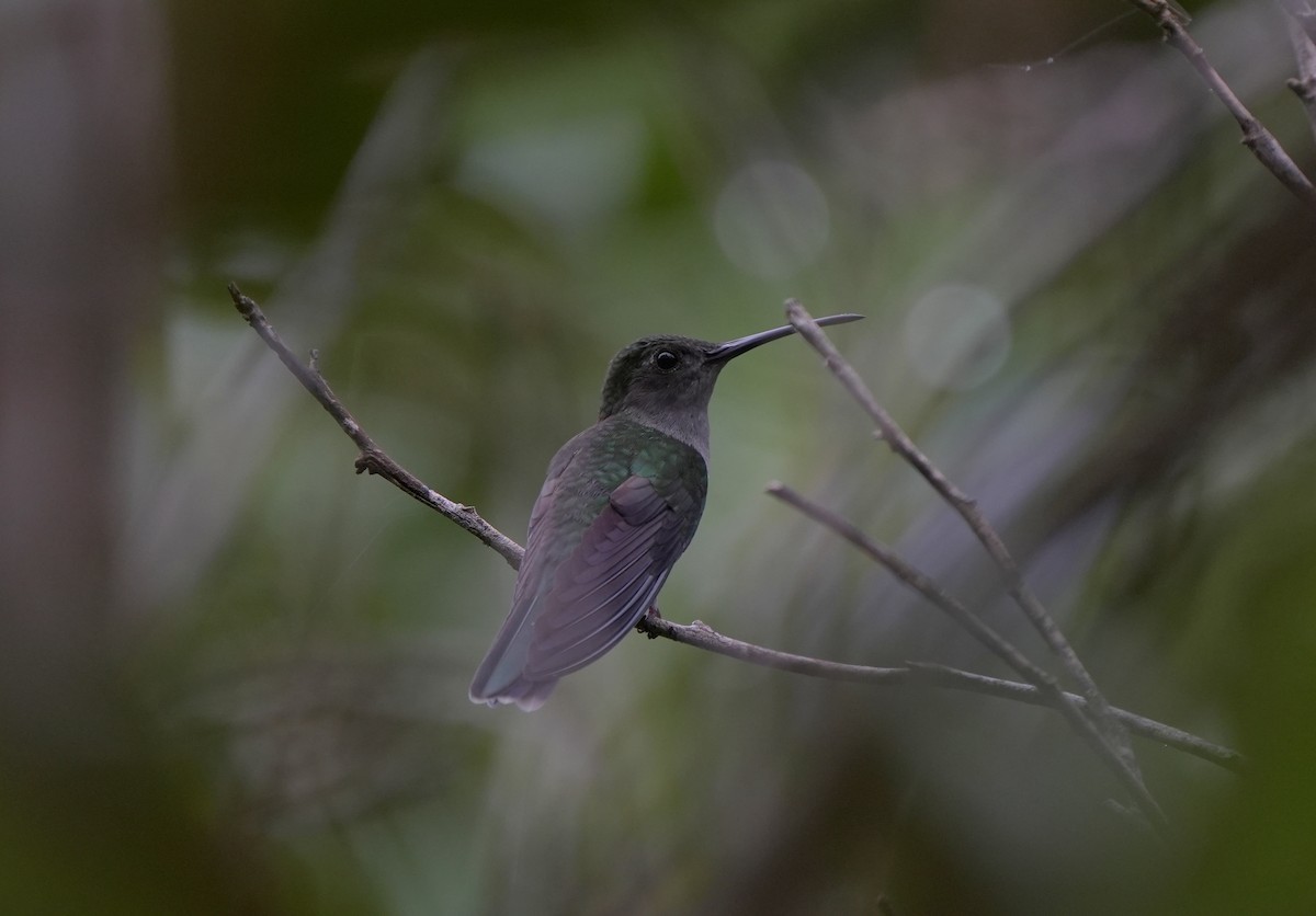 Gray-breasted Sabrewing (obscurus) - ML627444839