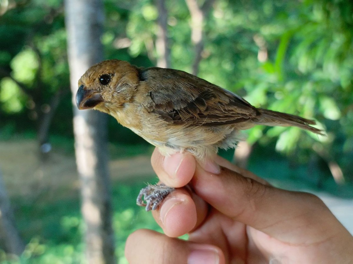 Yellow-bellied Seedeater - ML627445061