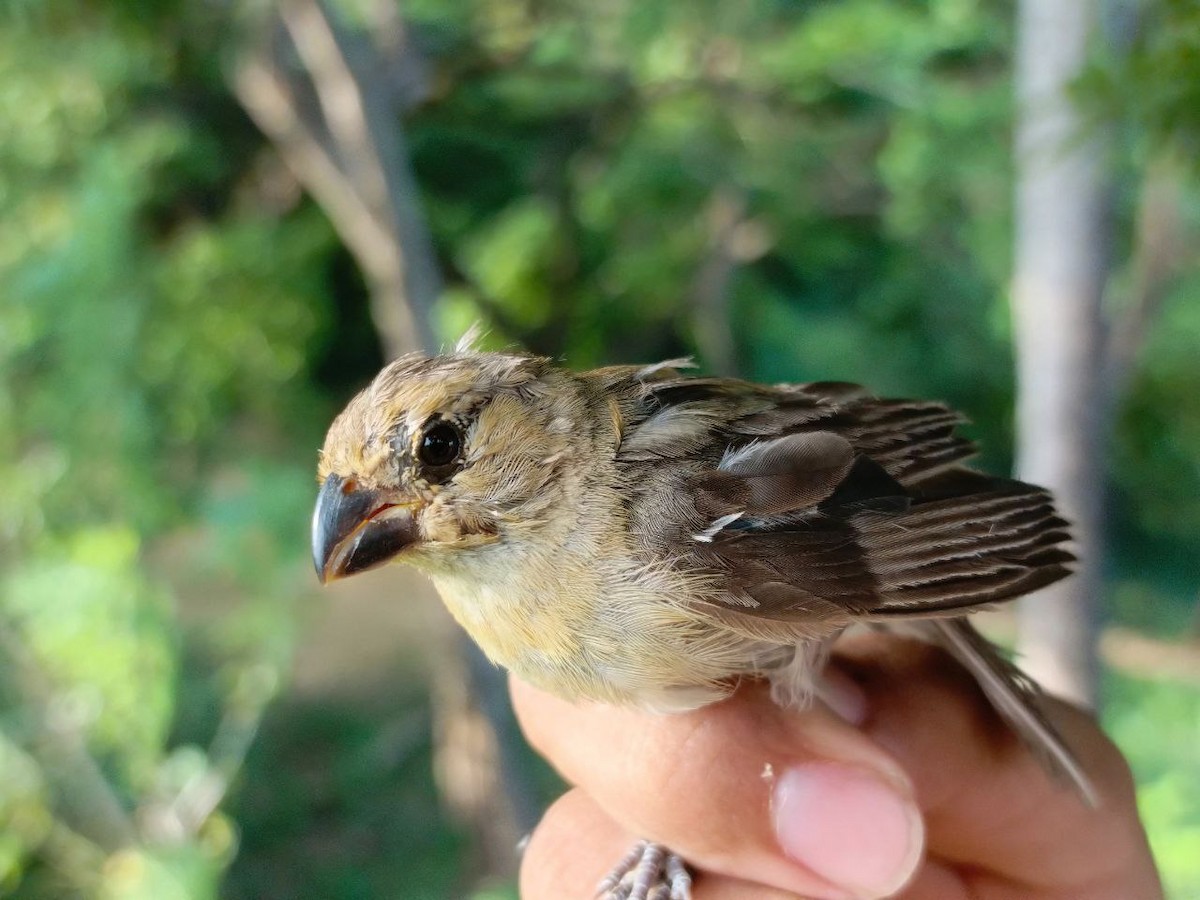 Yellow-bellied Seedeater - ML627445062