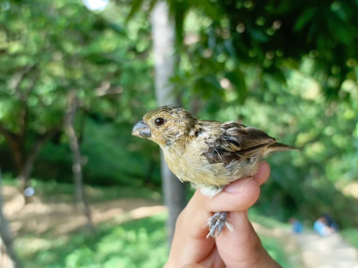 Yellow-bellied Seedeater - ML627445063